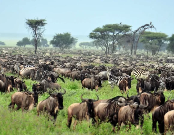 37426_serengeti_2_4-11