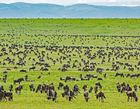 Serengeti-National-Park-Africa-Kenya-Safaris2